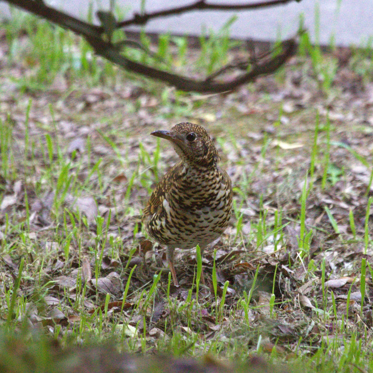 White's Thrush - ML647222777
