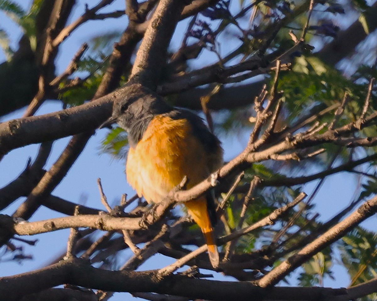 Little Rock-Thrush - ML647222785