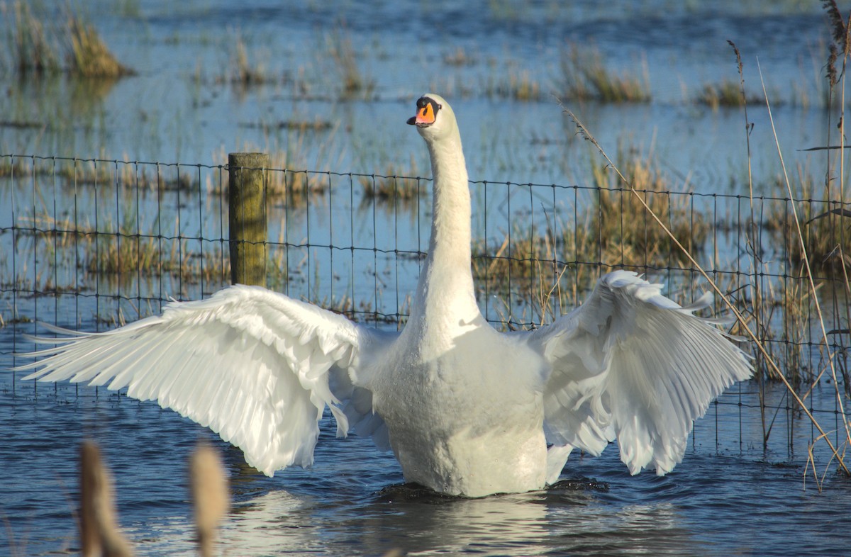 Mute Swan - ML647222788