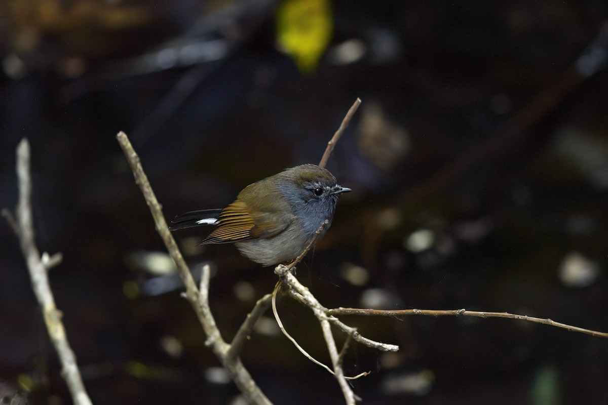 Rufous-gorgeted Flycatcher - ML647222789