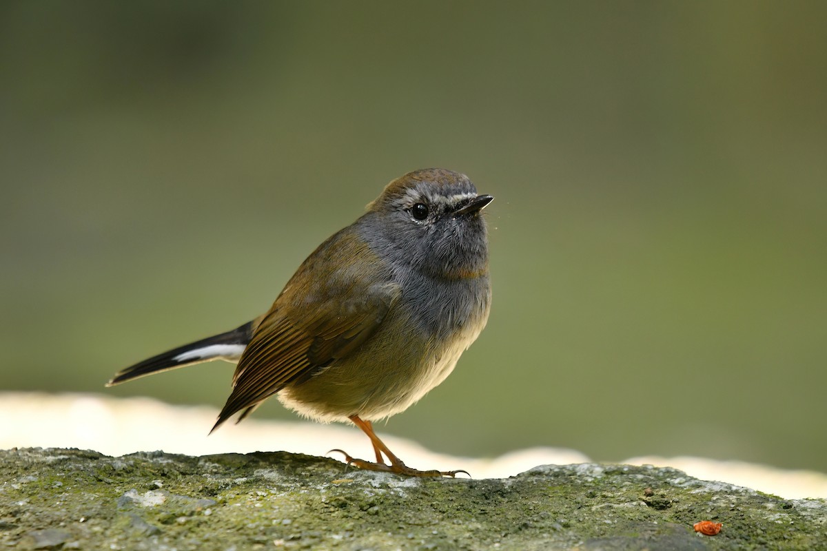 Rufous-gorgeted Flycatcher - ML647222790