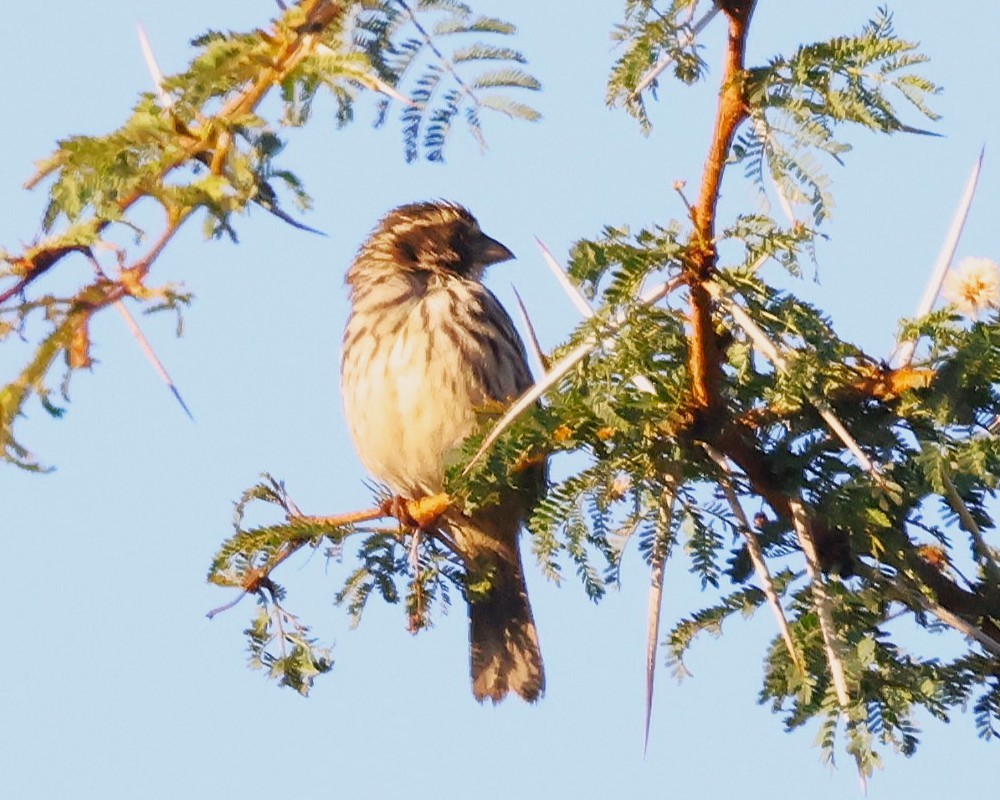 Streaky Seedeater - ML647222794