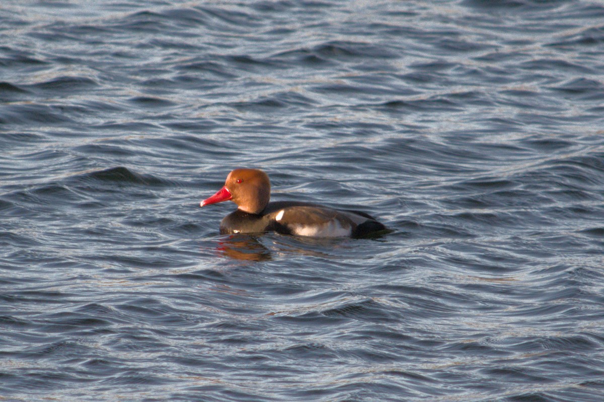 Red-crested Pochard - ML647222800