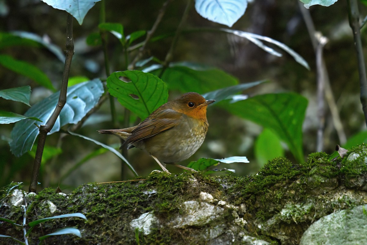 Japanese Robin - ML647222801