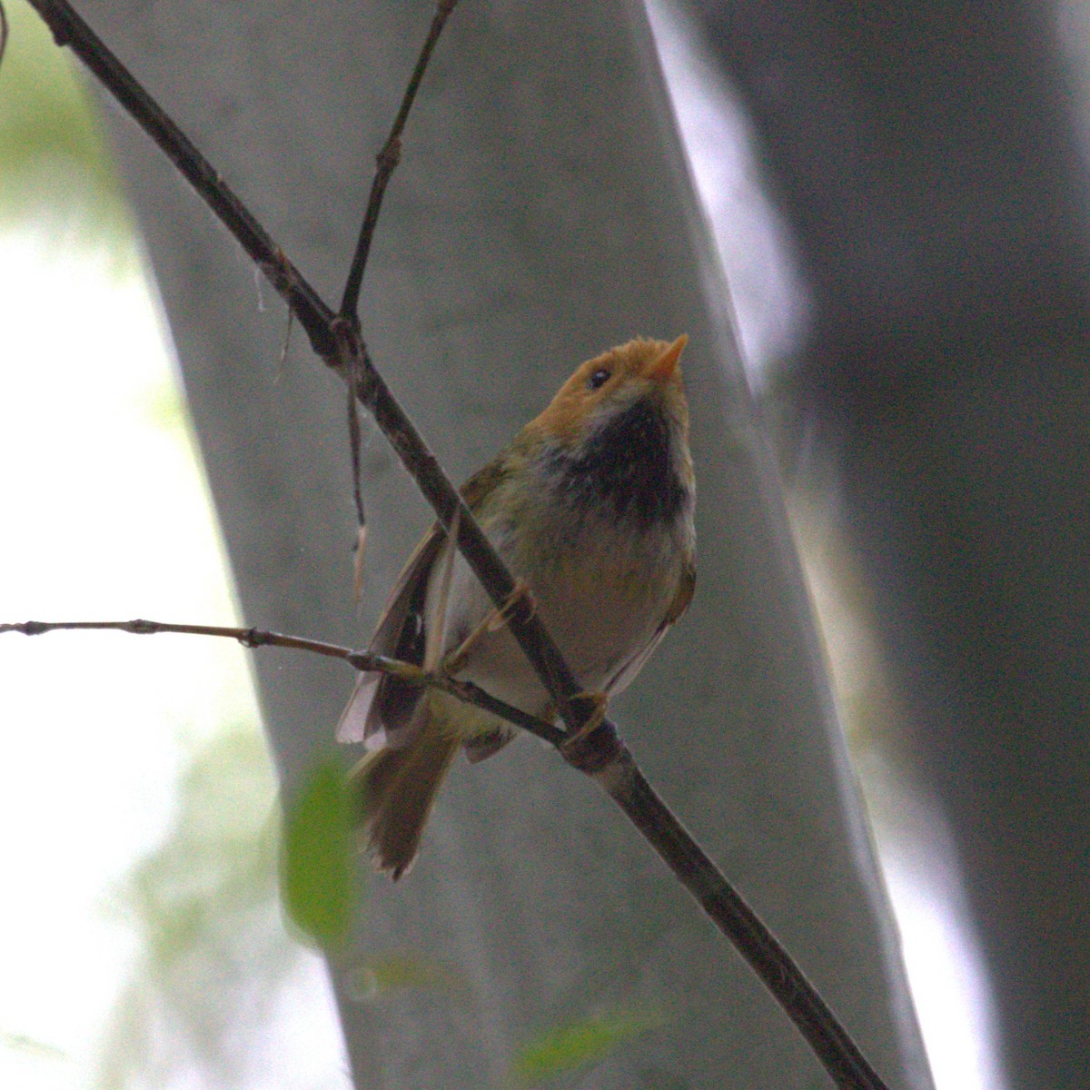 Війчик рудощокий - ML647222802