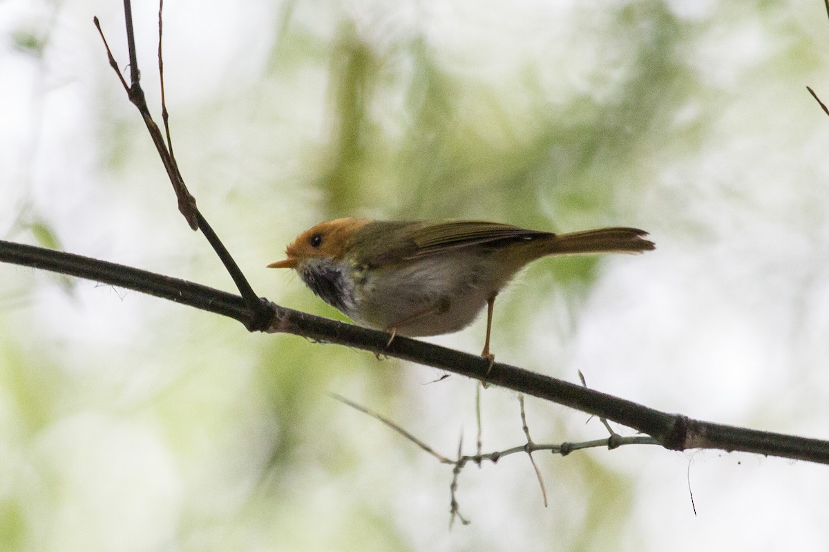 Війчик рудощокий - ML647222803