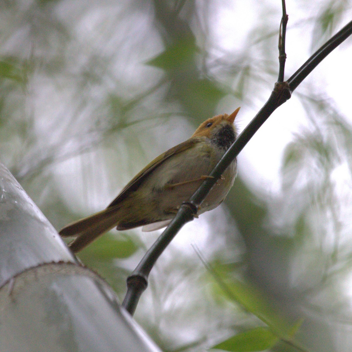 Війчик рудощокий - ML647222804