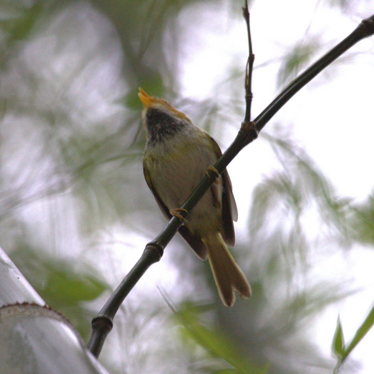 Війчик рудощокий - ML647222805
