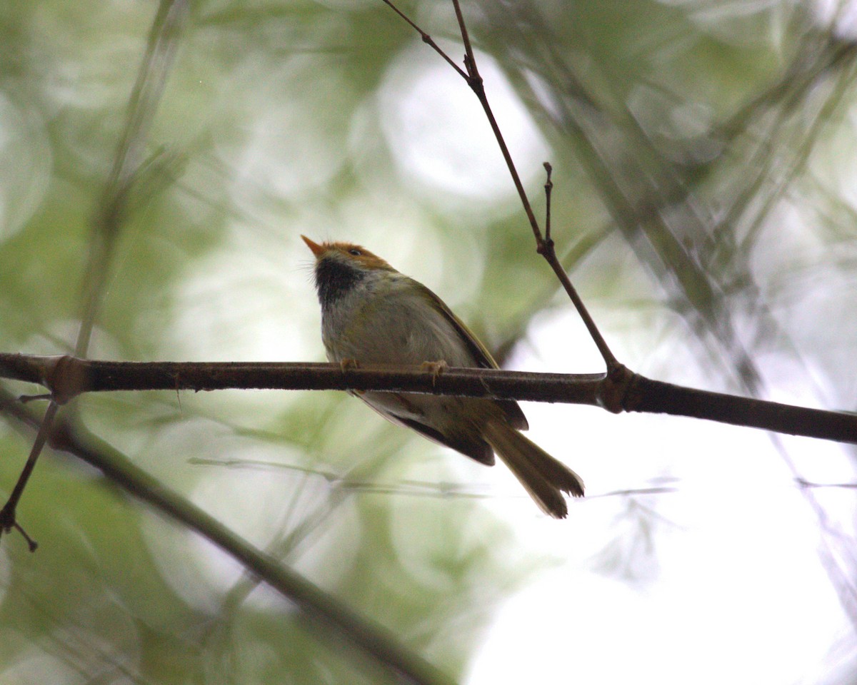 Війчик рудощокий - ML647222806
