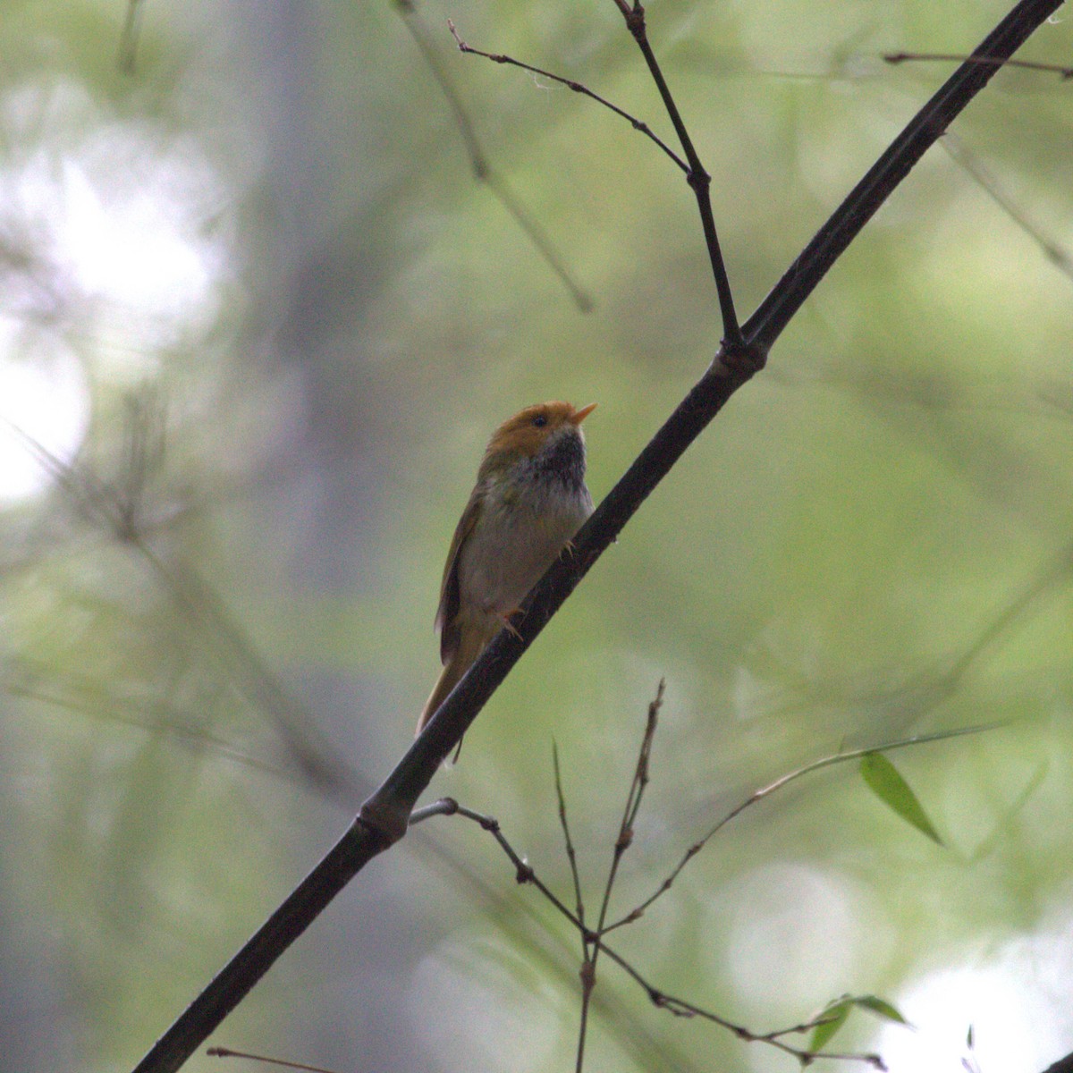 Війчик рудощокий - ML647222807