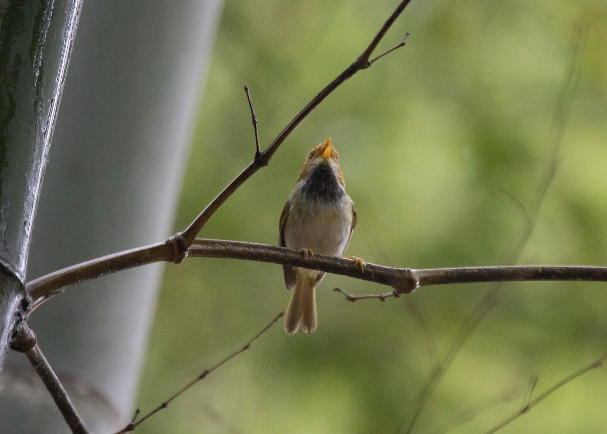 Війчик рудощокий - ML647222808