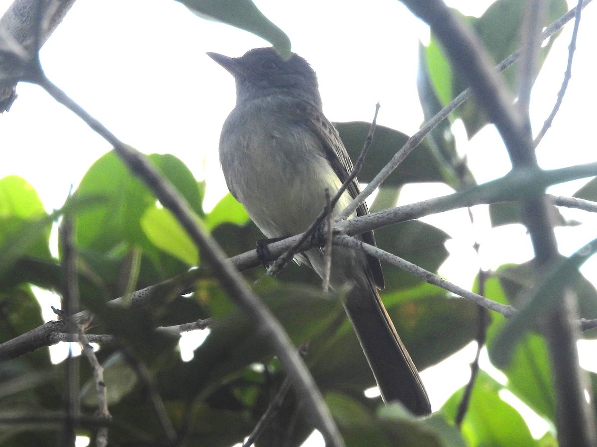 Планідера світлочерева - ML647222809