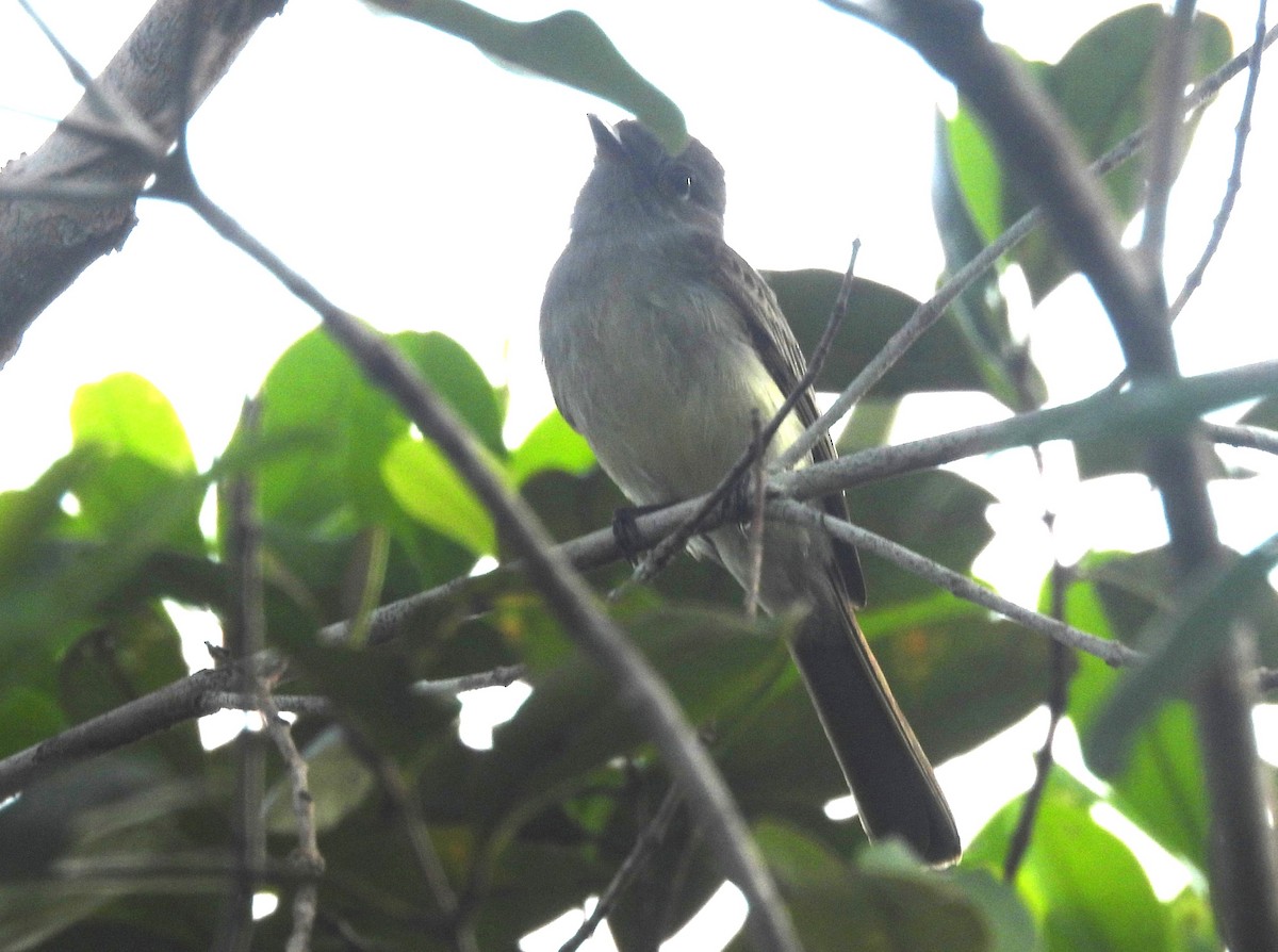 Планідера світлочерева - ML647222810