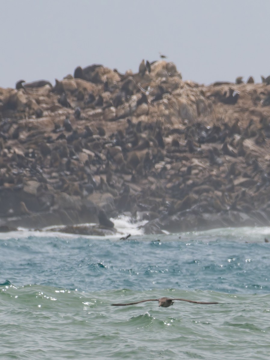 Буревісник велетенський - ML647222811