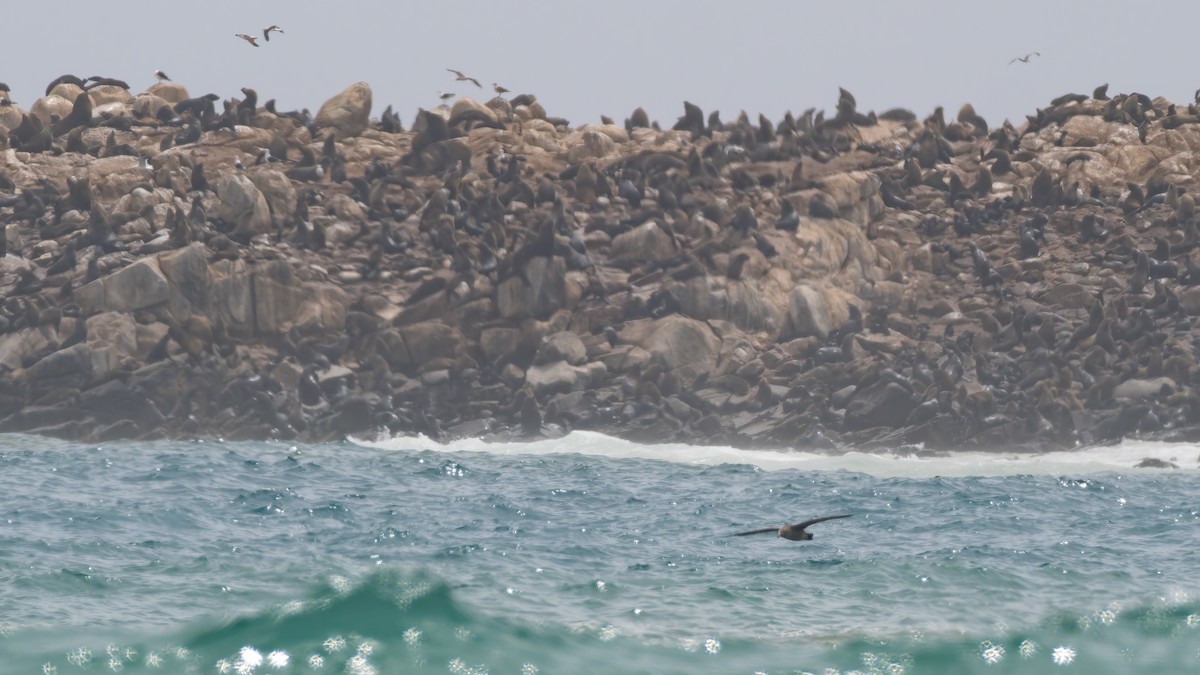 Буревісник велетенський - ML647222812