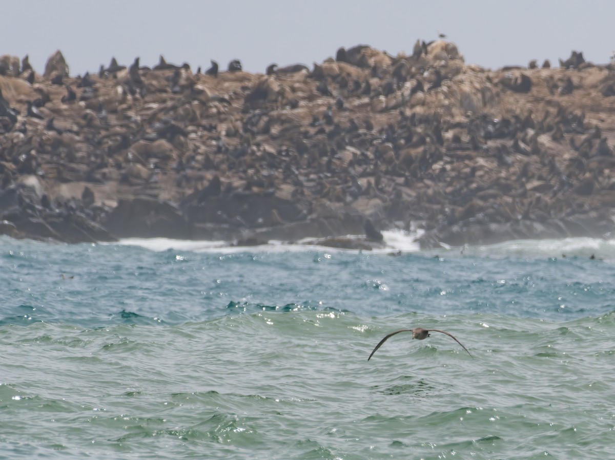 Буревісник велетенський - ML647222813