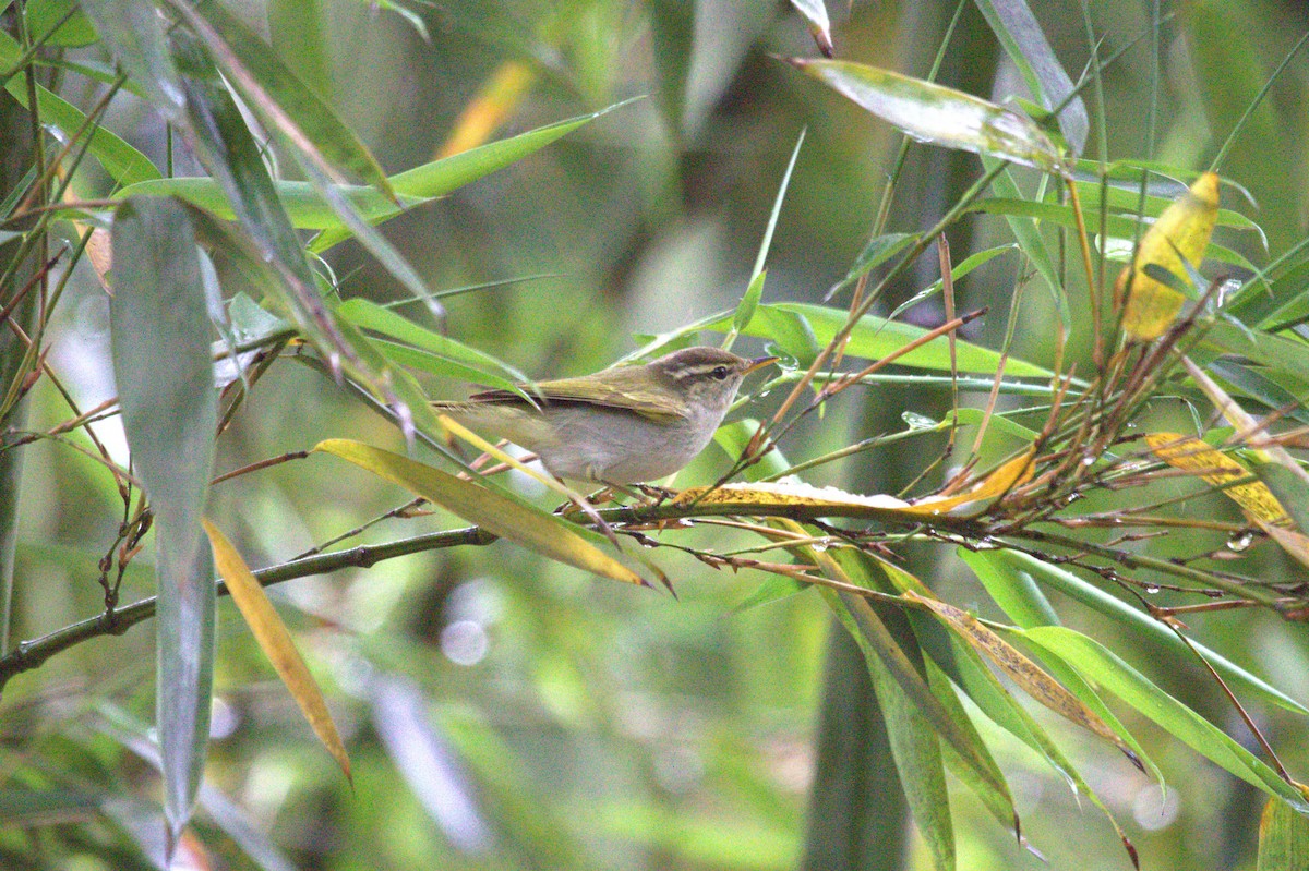 Вівчарик оливковий - ML647222814
