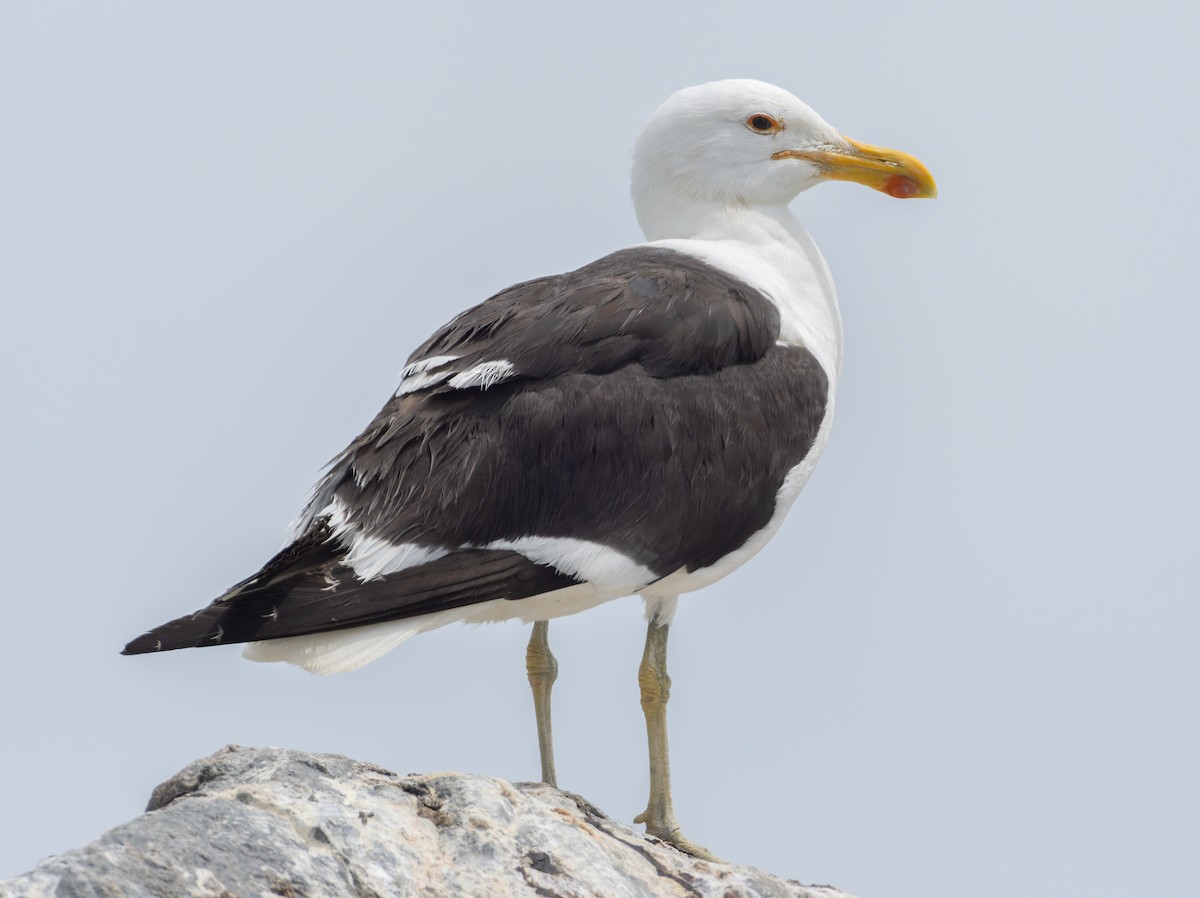 Мартин домініканський (підвид vetula) - ML647222815