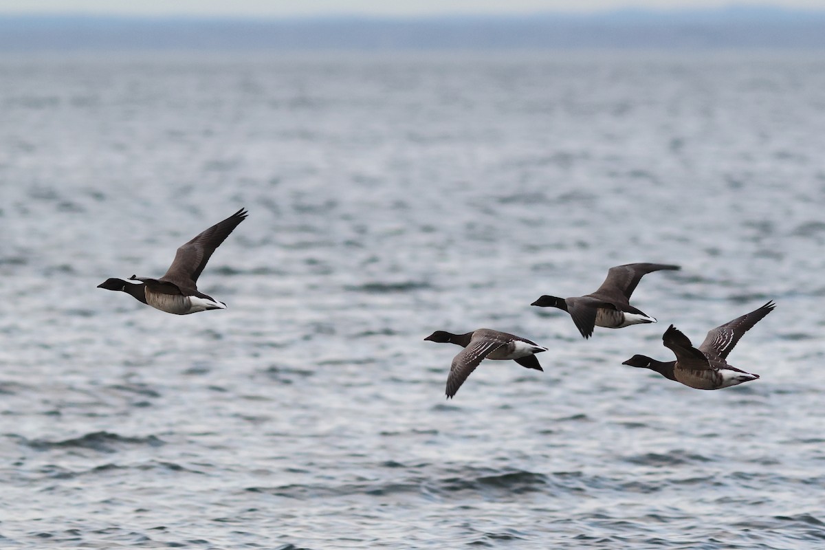 Казарка чорна (підвид hrota) - ML647222816