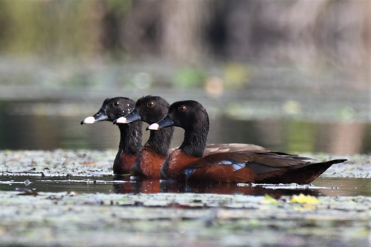 Качка екваторіальна - ML647222817