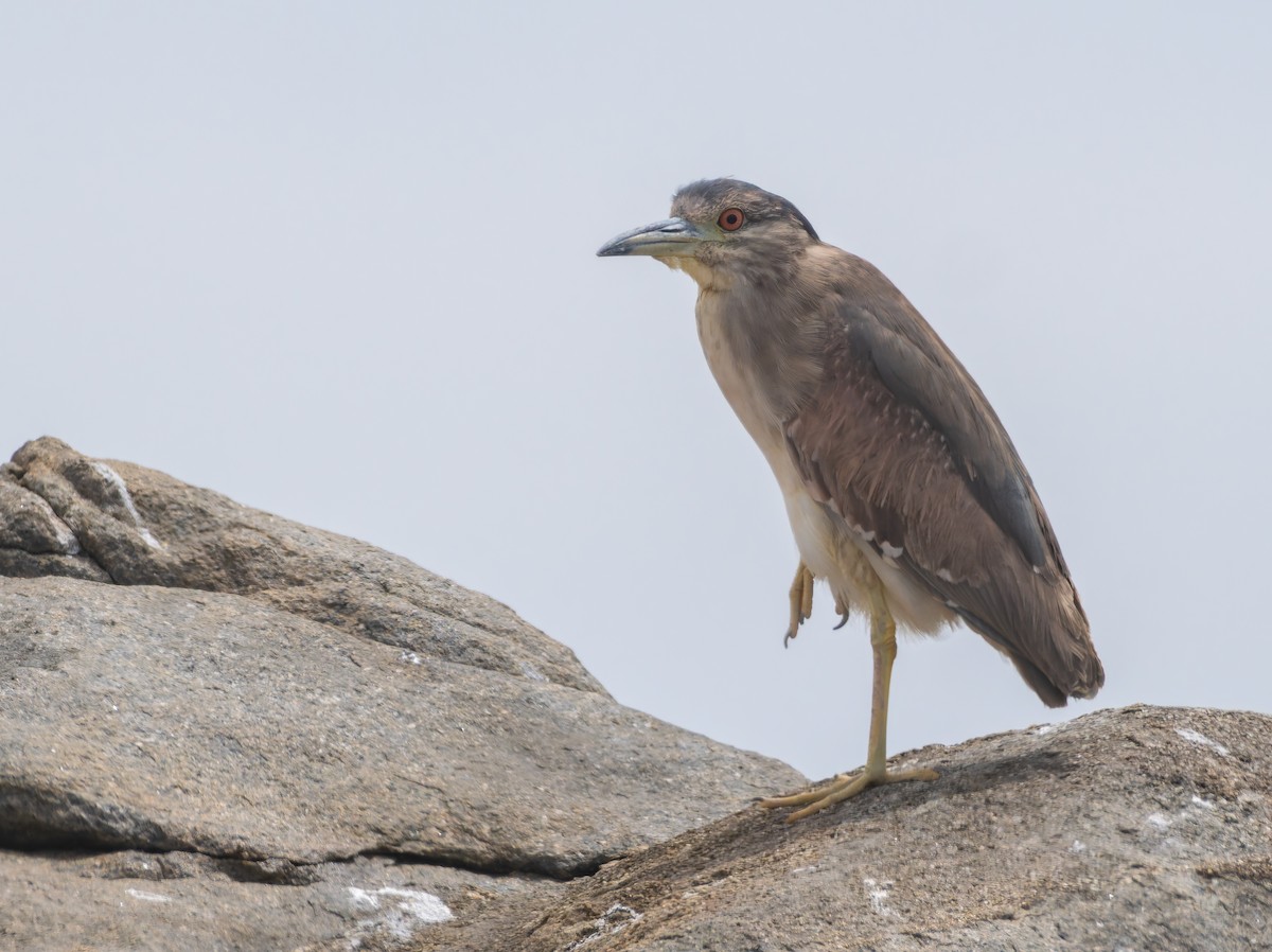 Квак звичайний - ML647222818