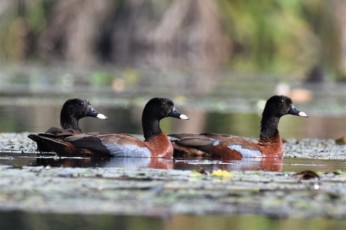 Качка екваторіальна - ML647222819