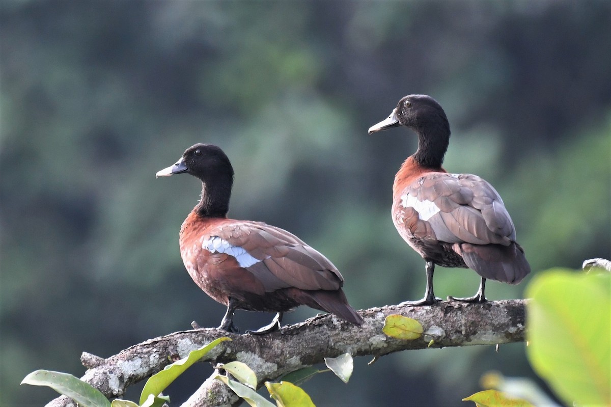 Качка екваторіальна - ML647222820