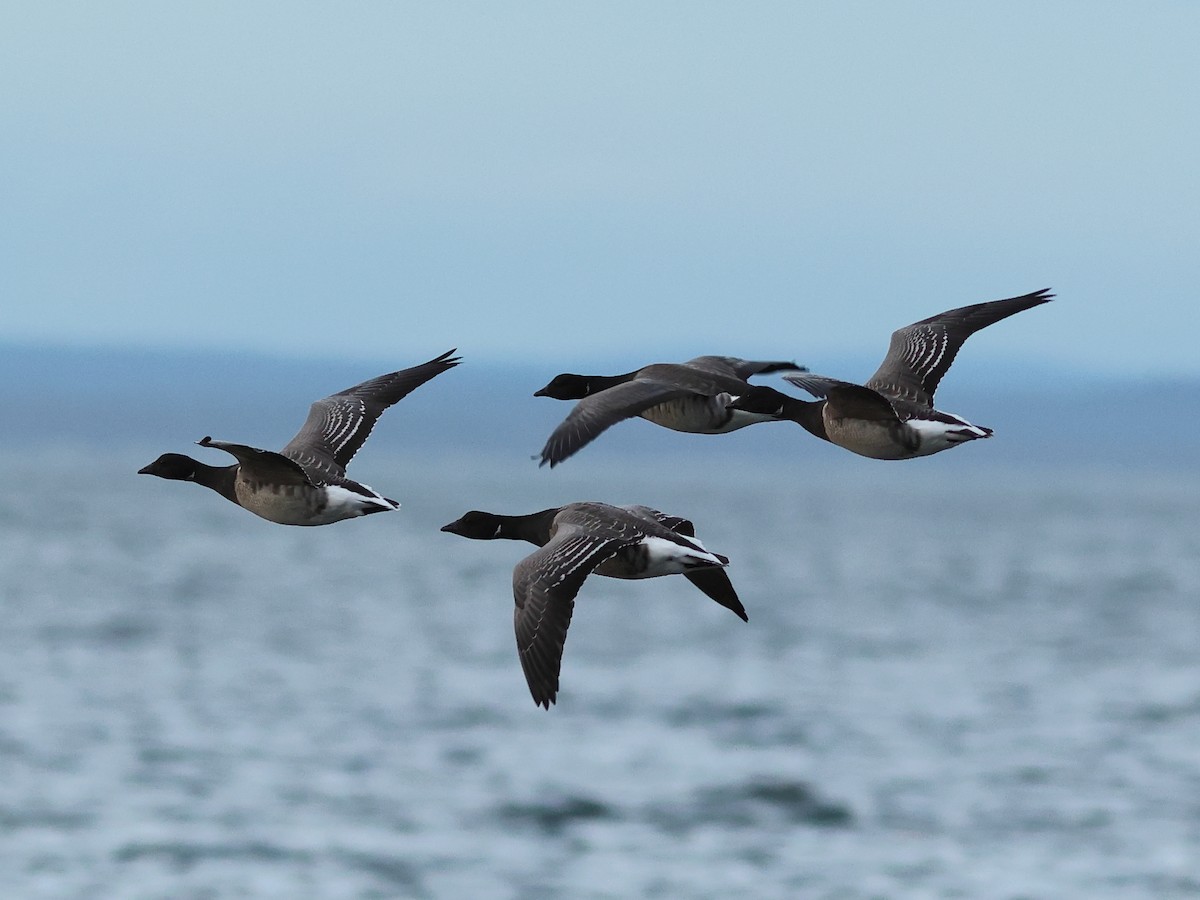 Казарка чорна (підвид hrota) - ML647222821