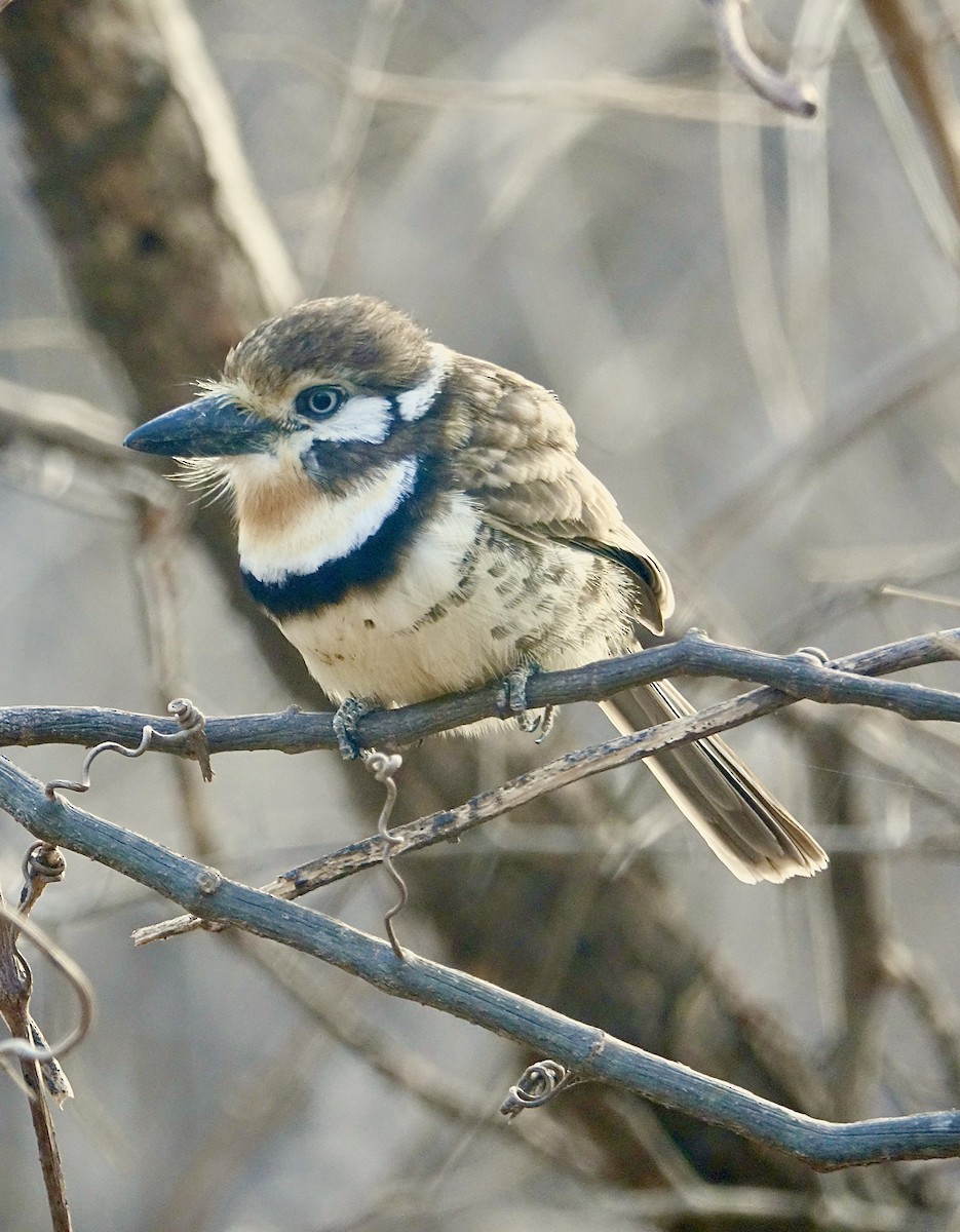 Лінивка-жовтоок рудогорла - ML647222822