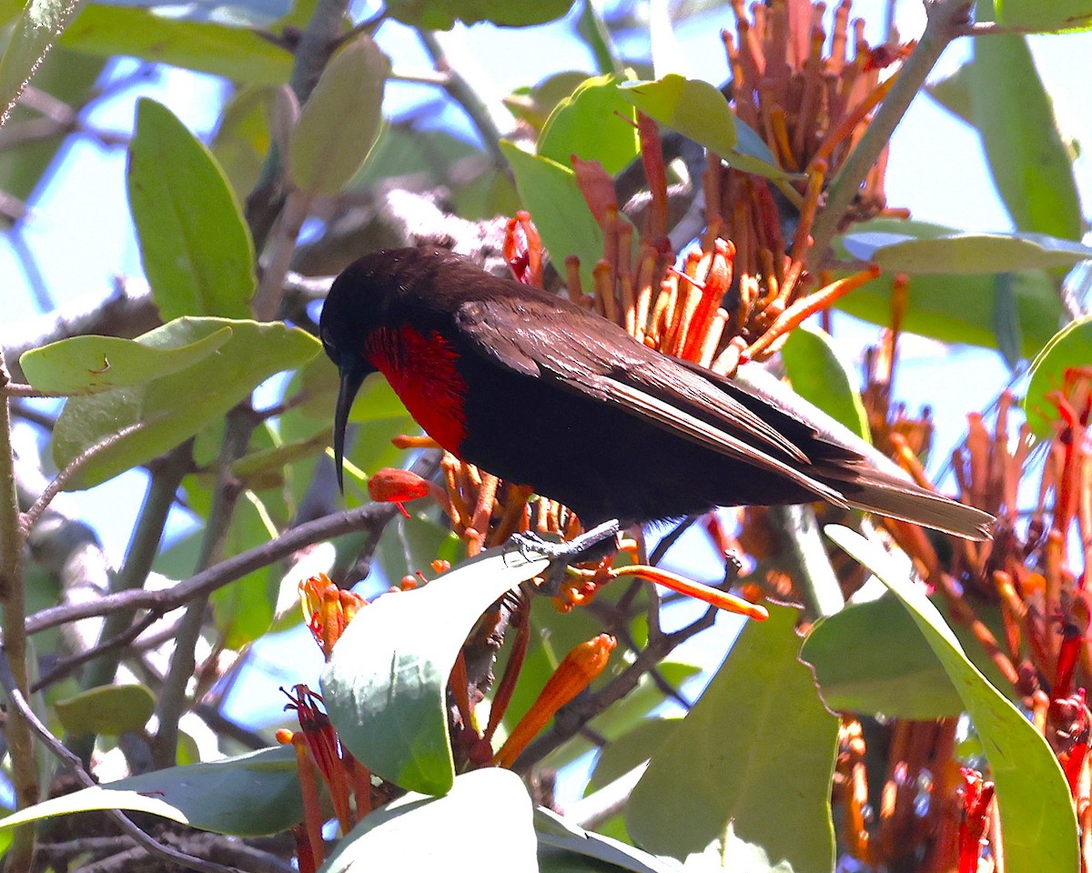 Scarlet-chested Sunbird - ML647222823