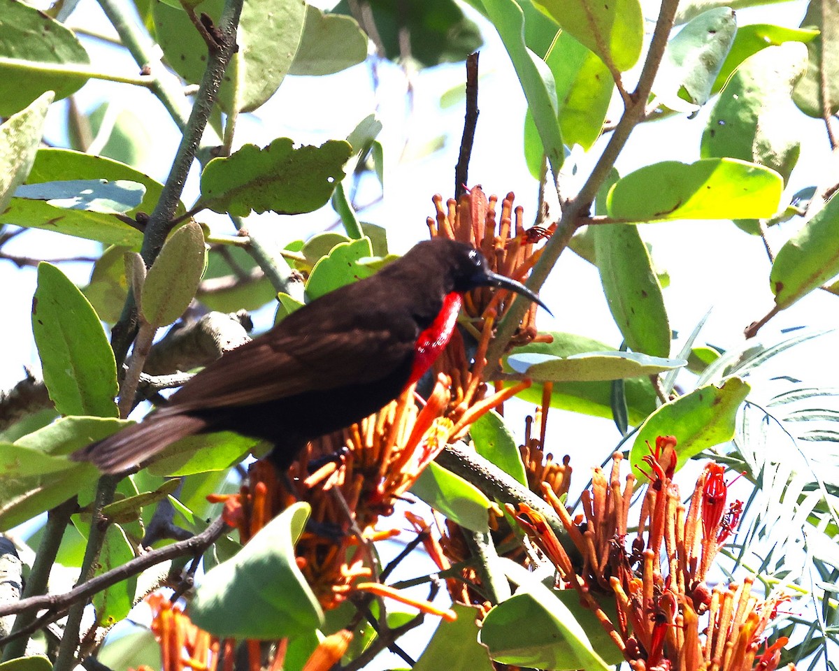 Scarlet-chested Sunbird - ML647222824