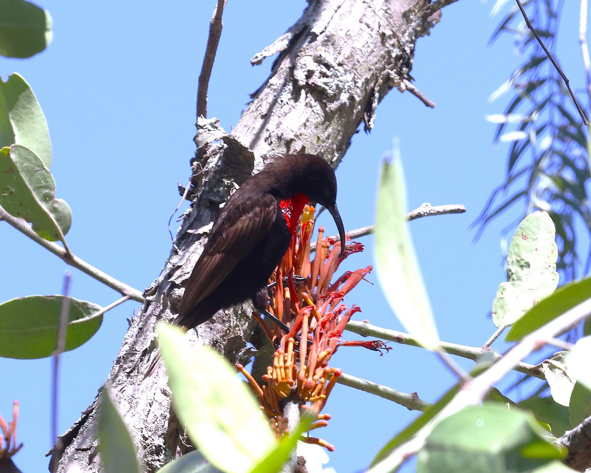 Scarlet-chested Sunbird - ML647222825