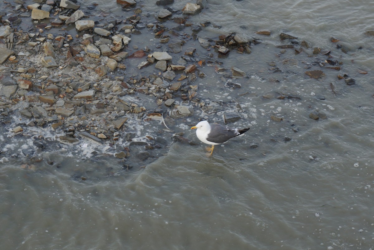 Мартин скельний - ML647222829