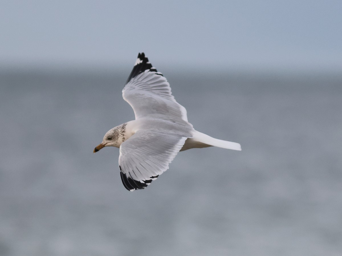 Мартин делаверський - ML647222830