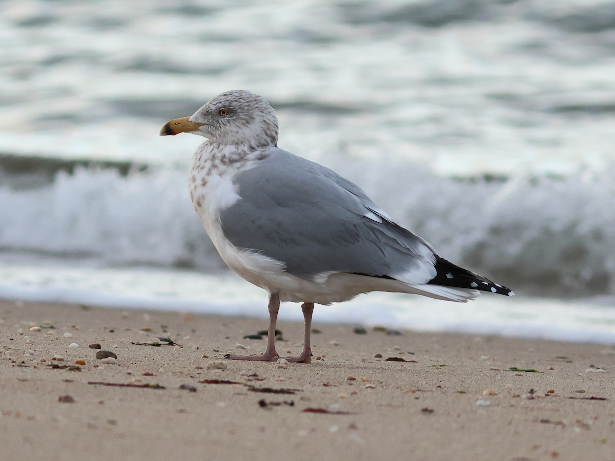 American Herring Gull - ML647222836