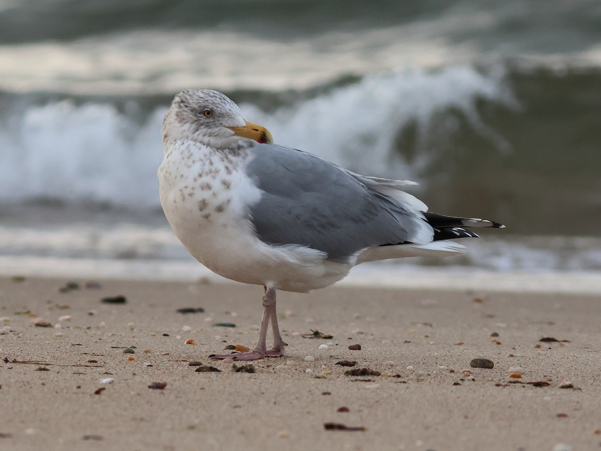 American Herring Gull - ML647222839