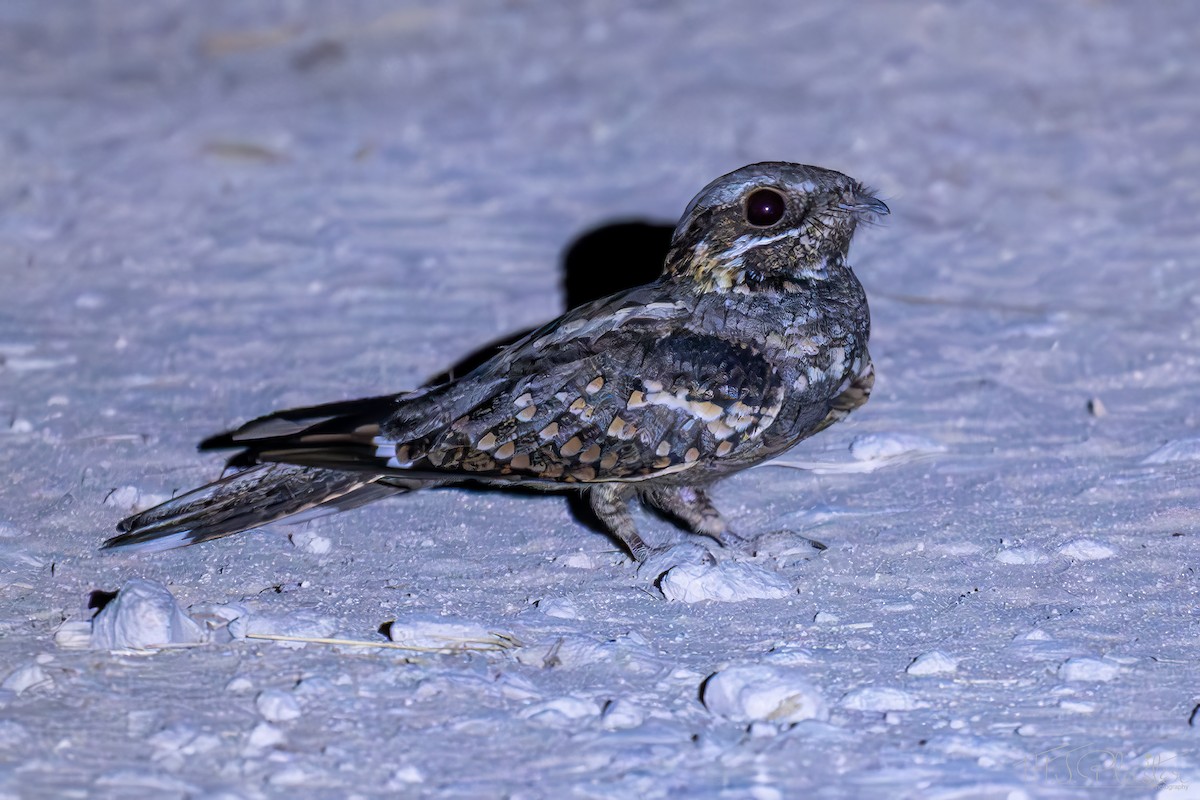 Rufous-cheeked Nightjar - ML647222843