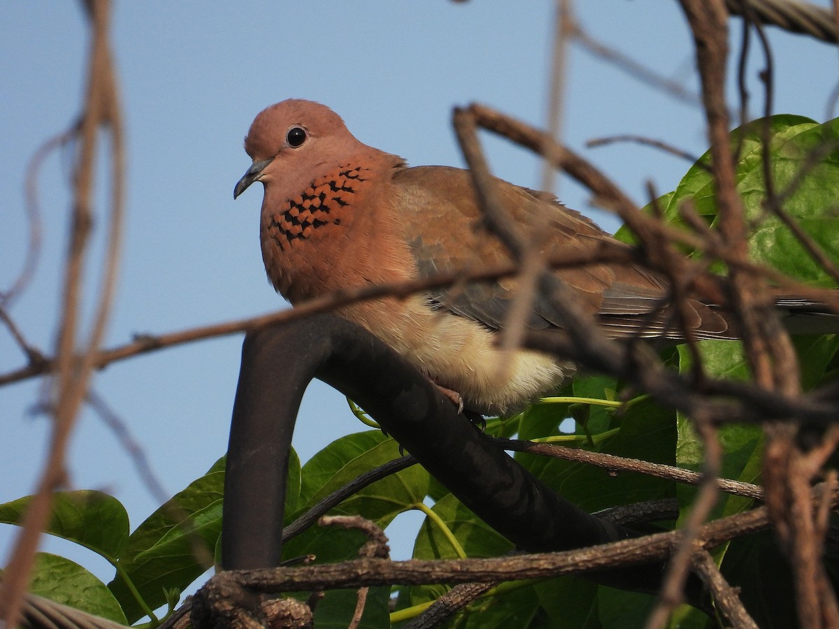 Laughing Dove - ML647222847