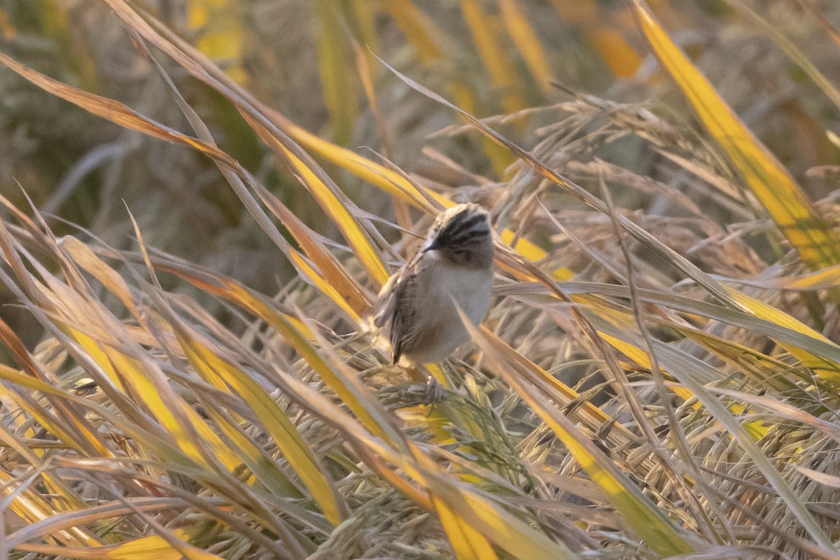 Zitting Cisticola - ML647222851