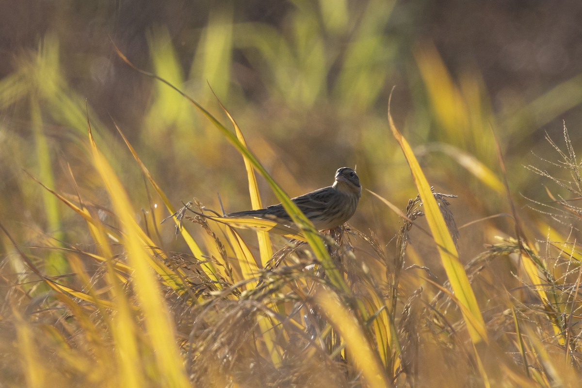 Yellow-breasted Bunting - ML647222852