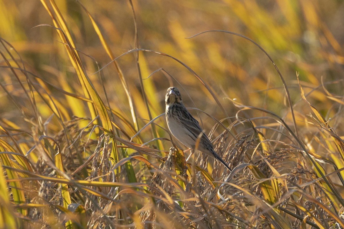 Chestnut-eared Bunting - ML647222853