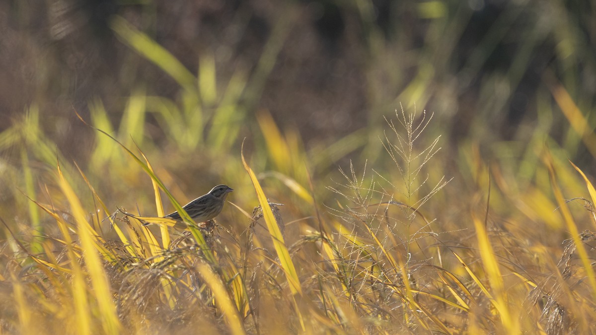 Yellow-breasted Bunting - ML647222854