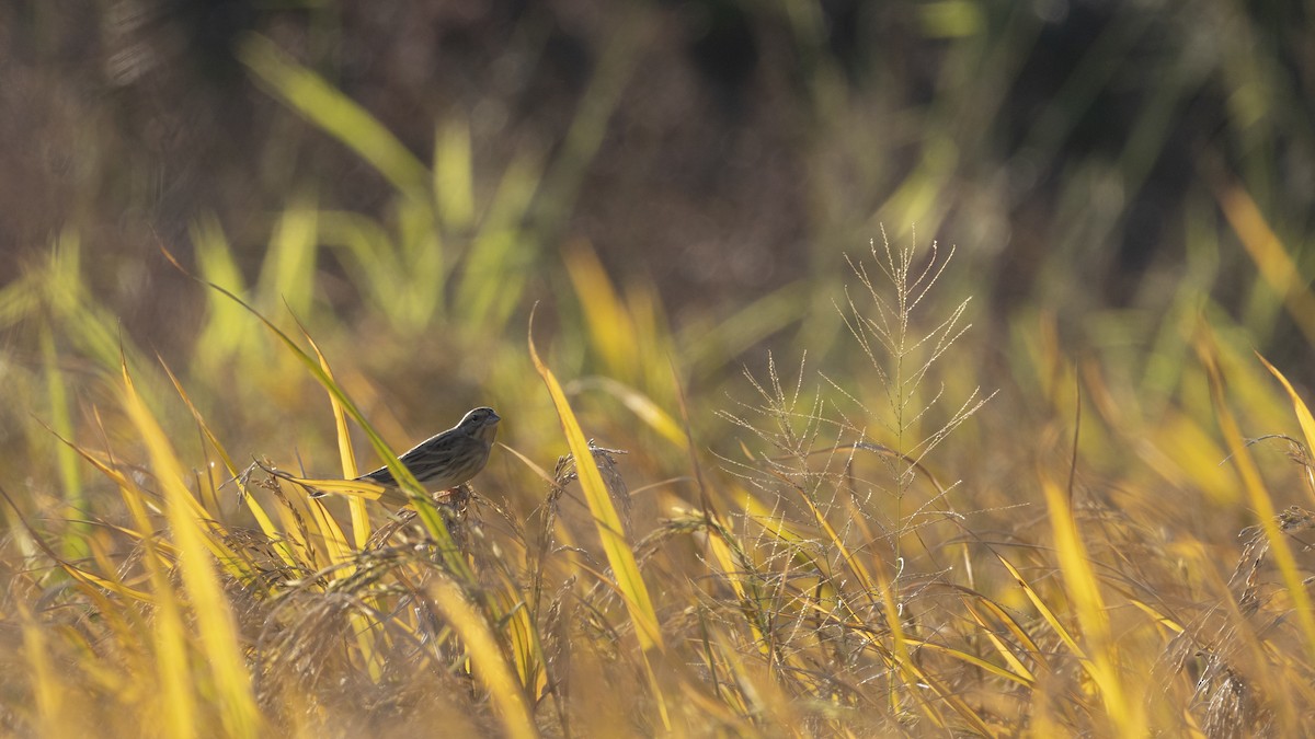 Yellow-breasted Bunting - ML647222855