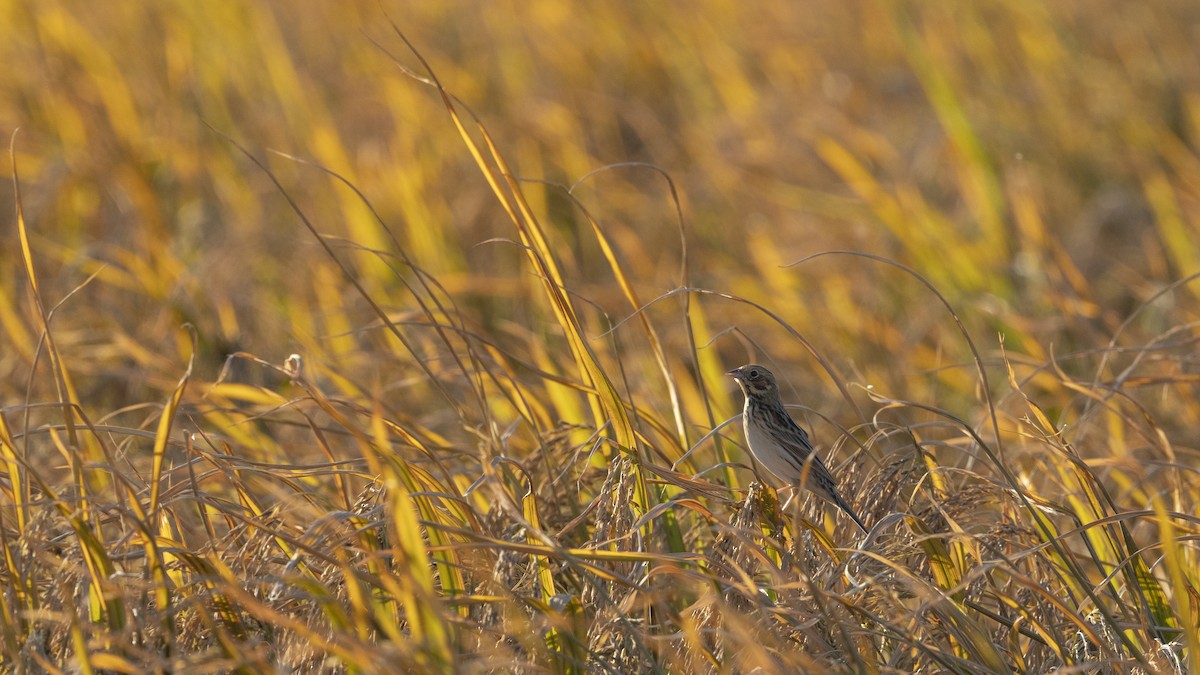 Chestnut-eared Bunting - ML647222856