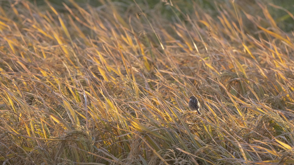 Zitting Cisticola - ML647222857