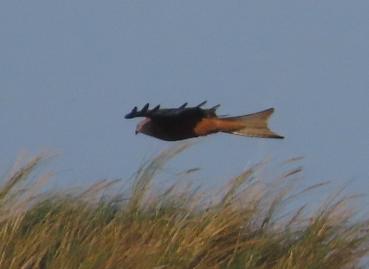 Red Kite - ML647222858