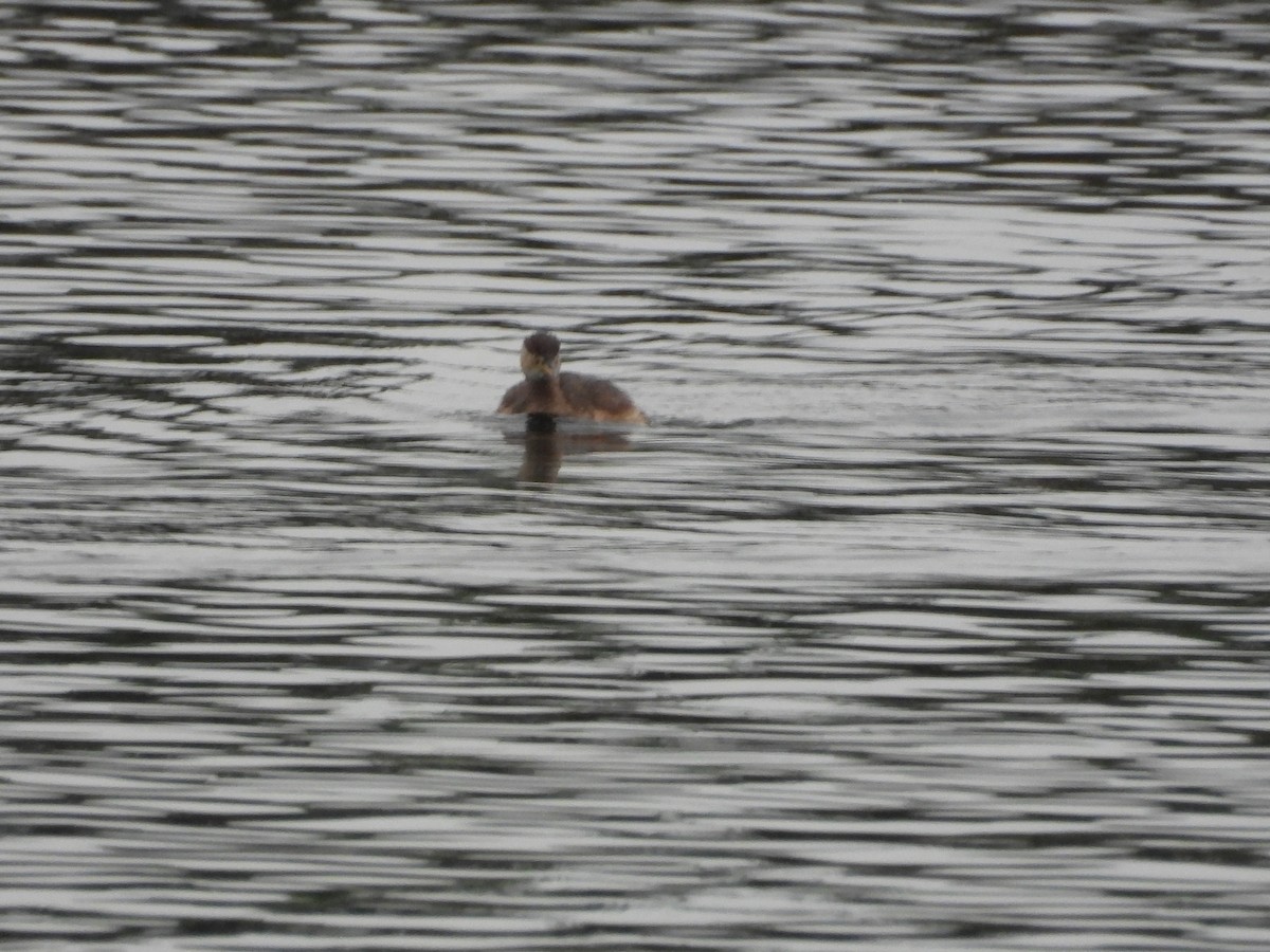 Little Grebe - ML647222862