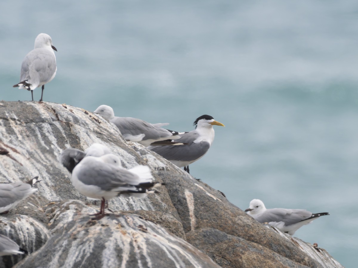 Great Crested Tern - ML647222863