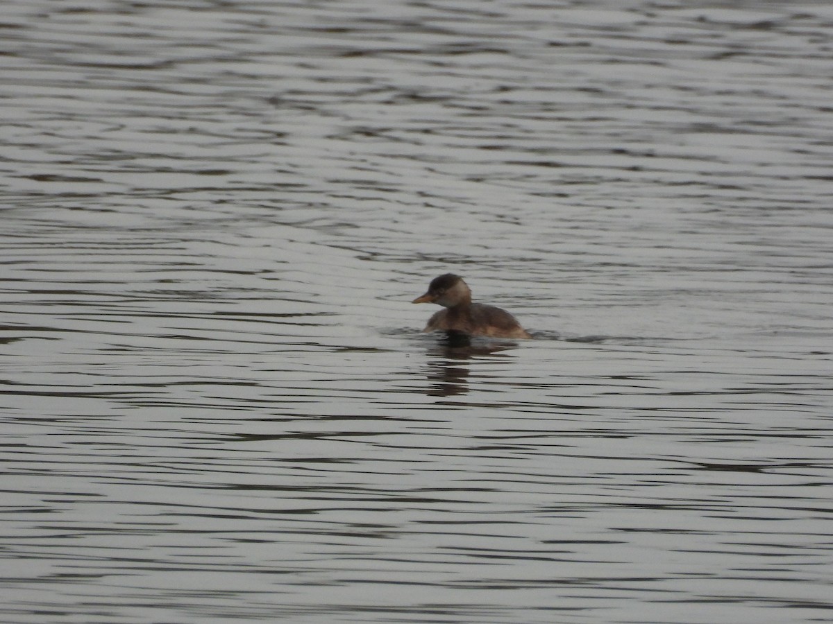Little Grebe - ML647222864