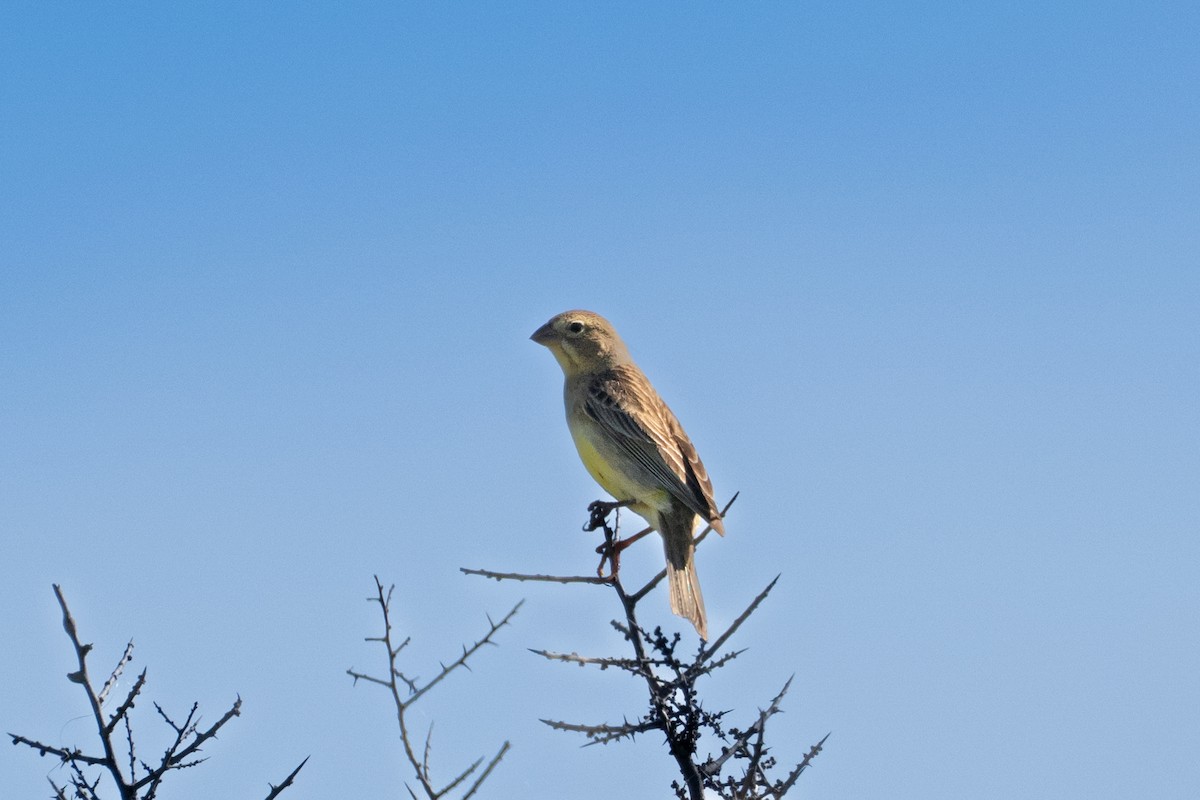 Grassland Yellow-Finch - ML647222865